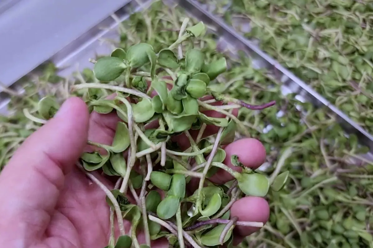 Uma mão a retirar um punhado de microgreens liofilizados de um tabuleiro