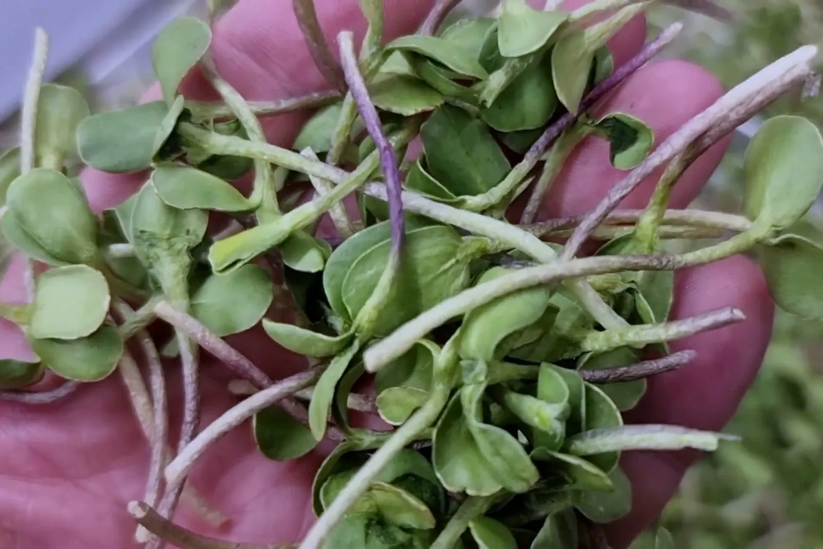 Um punhado de microgreens liofilizados na palma da mão, com os caules e os cotilédones intactos