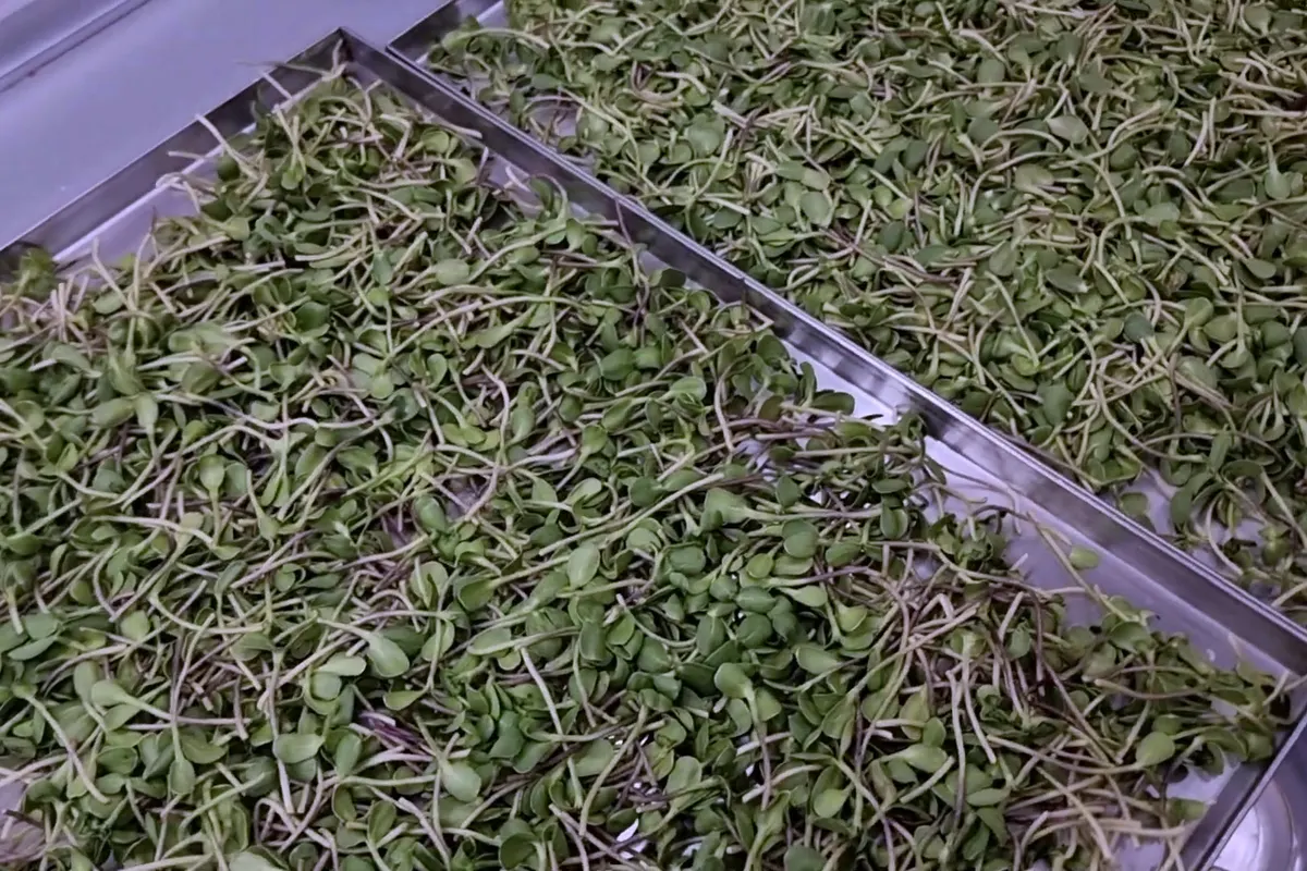 Um tabuleiro de aço inoxidável cheio de microgreens liofilizados