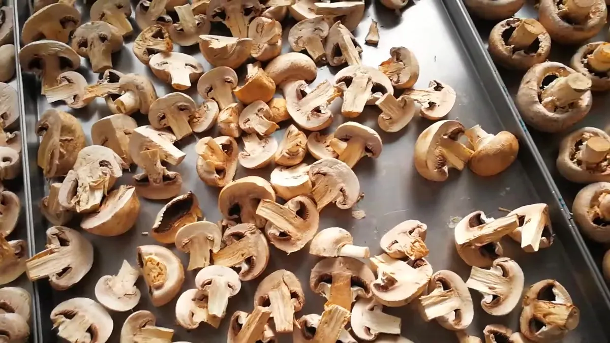 Fatias de cogumelo branco liofilizado a encher um tabuleiro de aço inoxidável, pálidas e mates, com o bordo das lâminas visível no corte