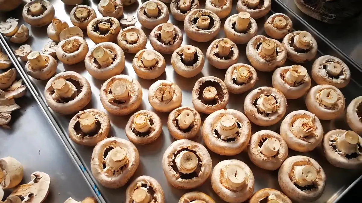 Chapéus inteiros de cogumelo branco liofilizado com as lâminas para cima, numa só camada e bem espaçados num tabuleiro de aço inoxidável