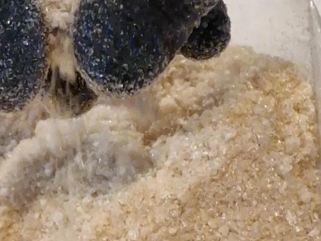 Caldo de vaca liofilizado grosseiro a ser vertido de uma mão com luva para um saco transparente